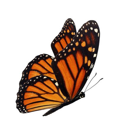 Gracie Oaks Monarch Butterfly On Canvas Photograph | Wayfair Monarch Aesthetic, Yellow Butterflies, Butterfly Monarch, Monarch Butterflies, Monarch Butterfly Drawing, Butterflies Aesthetic, Butterfly Drawing Monarch, Monarch Butterfly Painting, Butterfly Photography