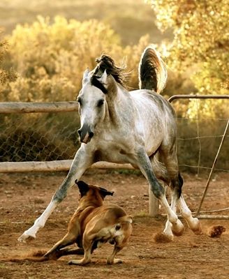 Boerboel Farm Dogs: Boerboel Romps with Arabian Horse Beautiful Arabian Horses, Farm Dogs, Horse Farm, Animals Friendship, Majestic Horse, Horses And Dogs, All The Pretty Horses, Horse Crazy, Arabian Horse