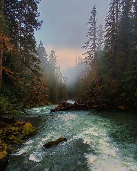 US Department of the Interior on Twitter: "Walking through the wild woods @OlympicNP in the dusky evening light, you can feel yourself surrounded by life, as if the forest has its own pulse and breath. Pic courtesy of Nathan Juno #Washington #FindYourPark… https://t.co/B4kGRzvRnM" Olympic National Park Washington, Staircase Decor, Beautiful Travel Destinations, Park Ranger, Olympic National Park, Beautiful Travel, Pine Trees, Travel Ideas, Us Travel