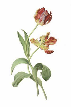 Parrot Tulip botanical art by Rosie Sanders (artist & printmaker). Description from pinterest.com. I searched for this on bing.com/images Botanical Tulip, Tulip Drawing, Parrot Tulip, Tulip Painting, Promotion Poster, Parrot Tulips, Botanical Tattoo, Botanical Painting, Botanical Drawings