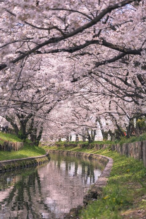 view of the river with full cherry blossoms, Kawagoe, Saitama, Japan Saitama Japan Aesthetic, Aesthetic Japan Pictures, Cherry Blossom Japan Wallpaper, Japan Core Wallpaper, Japan Sakura Cherry Blossoms, Cherry Blossoms Aesthetic, Blossom Core, Japan River, Japan Blossom