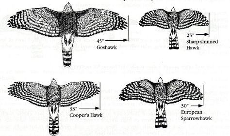 Relative size - Goshawk, Sharp-shinned, Coopers and Sparrowhawk Goshawk Tattoo, Bird Anatomy, Hawk Wings, Sparrowhawk, Draw Animals, Birds Of Prey, Tattoo Idea, How To, Animal Kingdom