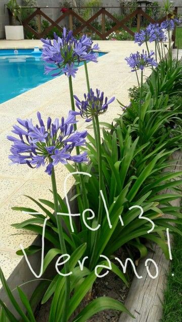 Agapanthus Landscaping, Agapanthus Garden, Agapanthus Plant, Tropical Garden Design, Backyard Garden Layout, Luxury Landscaping, Front Yard Garden Design, Garden Shrubs, Diy Backyard Landscaping