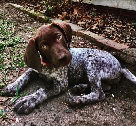 14 Things Only German Shorthaired Pointer Owners Understand German Shorthaired Pointer Black, Gsp Dogs, Shorthair Pointer, Gsp Puppies, German Shorthaired Pointer Dog, Pointer Puppies, Psy I Szczenięta, German Shorthair, Shorthaired Pointer