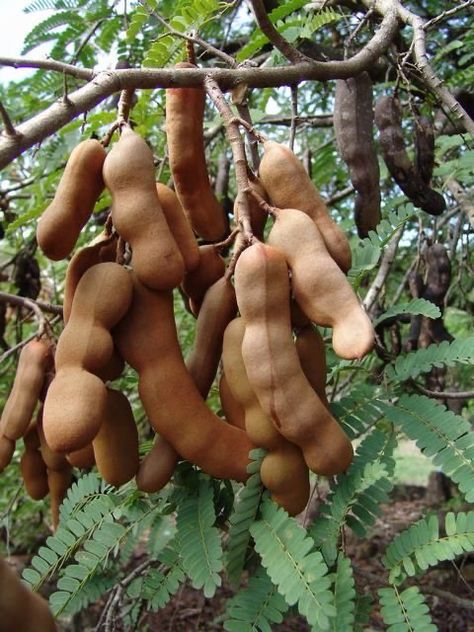 Tamarindo Tree Pods (Tamarindus indica) Puerto Rica Ripe Fruit, Exotic Food, Tamarindo, Caribbean Recipes, Exotic Fruit, Tropical Fruits, Delicious Fruit, Seed Pods, Tropical Fruit