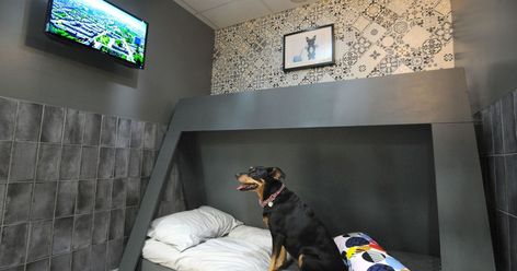 There are more facilities on offer than in some traditional hotels Luxury Pet Room, Boxing Room, Dog Friendly Cake, Dog Run, Cat Hotel, Dog Hotel, Dog Room, Dog Cafe, Pet Hotel