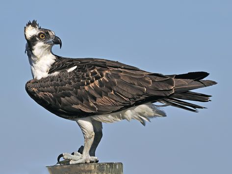 Osprey Bird, Flight Feathers, White Head, Live Fish, Yellow Eyes, Birds Of Prey, Bird Photography, Bird Watching, Bald Eagle