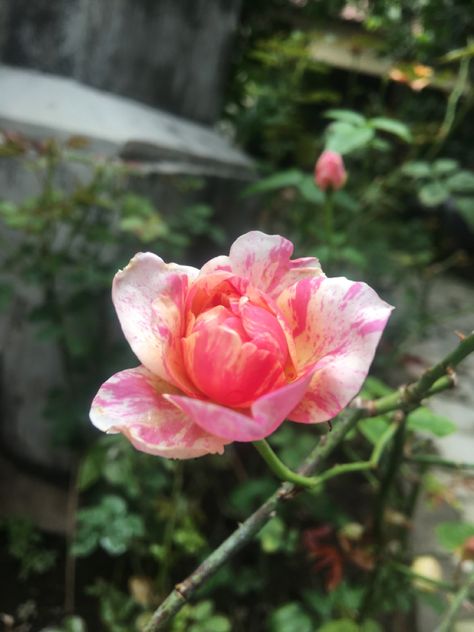 Julie Andrews, Rose Garden, Bali, Roses, Plants, Flowers