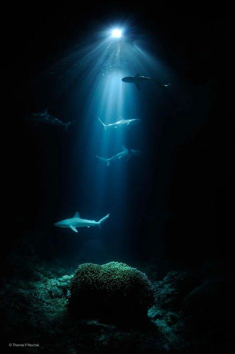 Night sharks | Wildlife Photographer of the Year | Natural History Museum Galapagos Shark, Layers Of The Ocean, Mother Nature Quotes, Mother Nature Tattoos, Big Shark, Shark Fishing, Whatsapp Wallpaper, Underwater Life, Animal Nature