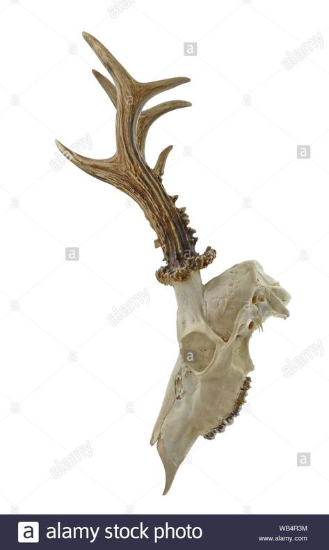 Download this stock image: The European roe deer Capreolus capreolus skull with antlers isolated on white background. Hunting trophy prepared for exhibition. Gold medal. - WB4R3M from Alamy's library of millions of high resolution stock photos, illustrations and vectors. Skull With Antlers, Roe Deer, Deer Skulls, Deer Antlers, Gold Medal, Antlers, Deer, White Background, Hunting