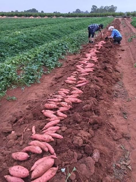 Vertical Vegetable Gardens, Growing Sweet Potatoes, Farming Ideas, Vegetable Pictures, Orange Skin, Farm Plans, Vegetable Garden Planning, Vegetable Garden Diy, Farm Lifestyle