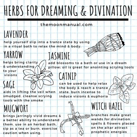 Not a complete list, but a list of common herbs for divination spells & inducing dreams.  Catnip, witch hazel, jasmine, lavender, yarrow, sage & mugwort. . . . . . . . . #modernwitch #greenwitch #greenmagic #kitchenwitch #hedgewitch #witchtips #witchcraft #pagancommunity #fullmoonritual #divination #divinationherbs #instawitch #themoonmanual #witchyshit #witchyideas #spellcasting #spelltips #spellwork #herbwitch Divination Herbs Witchcraft, Yarrow In Witchcraft, Herbs For Divination, List Of Herbs For Witchcraft, Divination Herbs, Divination Spells, Herb Magick, Witch Herbs, Green Witchcraft