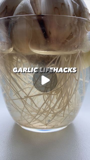 Armen Adamjan on Instagram: "How to make the most of the garlic you buy from the store! 🤩🧄 . . . . #garlic #healthy #lifehacks #hacks #tipsandtricks #lifestyle #kitchenhacks #upcycle" How To Plant Garlic, Frozen Garlic Hack, How And When To Plant Garlic, Can You Plant Garlic In A Pot, Grow Garlic From Scraps, When Do You Plant Garlic, How To Store Garlic, Planting Garlic, Celebrity Recipes