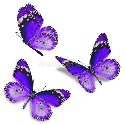 Three purple butterfly. Isolated on white background , #sponsored, #butterfly, #purple, #Isolated, #background, #white #ad Purple Monarch Butterfly, Pink And Purple Butterfly, Purple Butterfly Tattoo, Borboleta Tattoo, Colorful Butterfly Tattoo, Purple Butterfly Wallpaper, Butterfly Images, Butterfly Tattoo Designs, Butterflies Flying