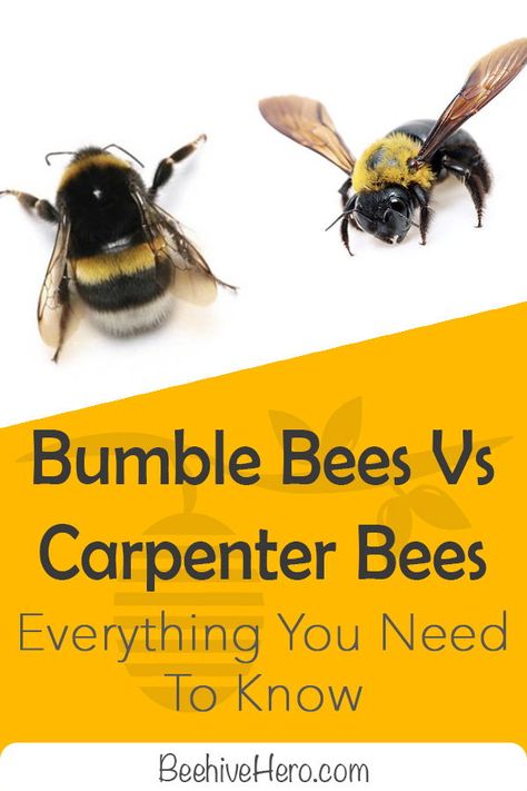 Bumblebees vs carpenter bees—they share a few similarities, but we’re here to look at their differences. Click the pin to learn more about their individual characteristics and how to distinguish them. Bumble Bee Nest, Bee Identification, Different Bees, Garden Wildlife, Types Of Bees, Wood Bees, Solitary Bees, Carpenter Bee, Bee House