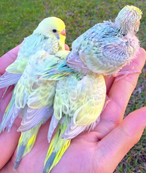 Budgies Bird, Cele Mai Drăguțe Animale, Animale Rare, Pretty Animals, Silly Animals, Cute Wild Animals, Cute Animal Photos, Pretty Birds, Colorful Birds