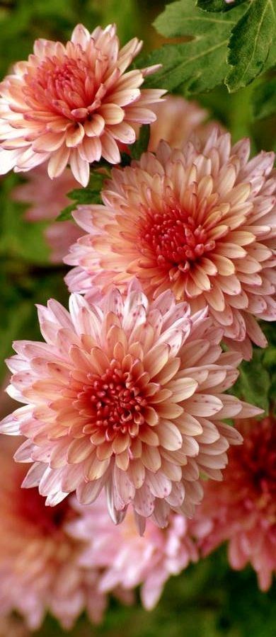 Flowers Chrysanthemums, Chrysanthemum Wedding, Chrysanthemum Flower, Bride Flowers, Exotic Flowers, Flower Beauty, Floral Centerpieces, Birth Flowers, Beautiful Blooms