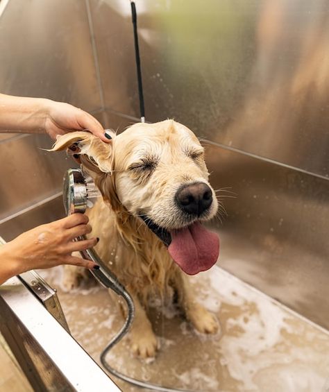 Foto baño del golden retriever | Premium Photo #Freepik #photo #perro-ducha #groomer #perro-mojado #perro-agua Dog Spa, Dog Groomer, Golden Retrievers, Premium Photo, Golden Retriever, Diet, Dogs