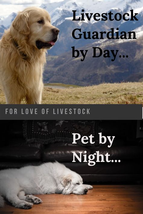 Best Livestock Guard Dogs, Ranch Dogs Breeds, Livestock Guardian Dog House, Lgd Dogs, Livestock Dogs, Livestock Guardian Dog Breeds, Backyard Homestead, Homestead Animals, Homesteading Animals