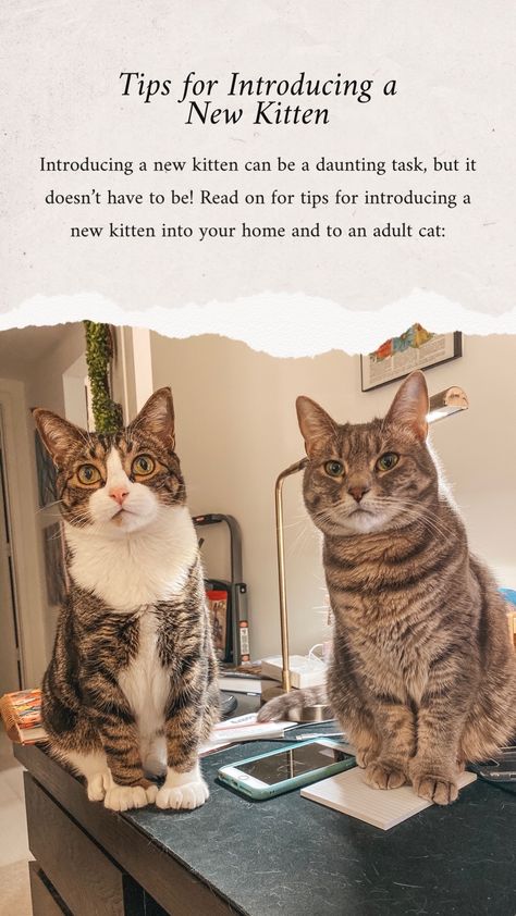 Introducing A New Cat To Another Cat, Introducing Cats To Cats, How To Introduce A New Kitten To A Cat, Bringing Home A New Kitten, New Kitten Tips Training, Introducing New Kitten To Cat, Fostering Kittens Setup, How To Take Care Of A Kitten, Soft Paws