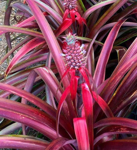 Bromeliads Landscaping, Pineapple Plant, Southern Living Plants, Pineapple Planting, Pineapple Fruit, Red And Purple, Ornamental Plants, Southern Living, The Plant