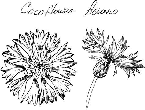 Cornflower Drawing, Delicate Flower Tattoo, Heart Scarf, Corn Flower, House Plans With Pictures, Columbine Flower, Flower Line Drawings, Sketchbook Inspo, Art Major