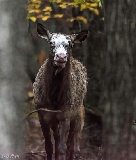 Friends Who Like Benezette PA | A few pictures of a somewhat rare piebald cow elk, taken in 2016 near Benezette | Facebook Cow Elk, Big Animals, Wildlife Photography, Some People, Photography Ideas, Elk, Cow, Photography, Animals