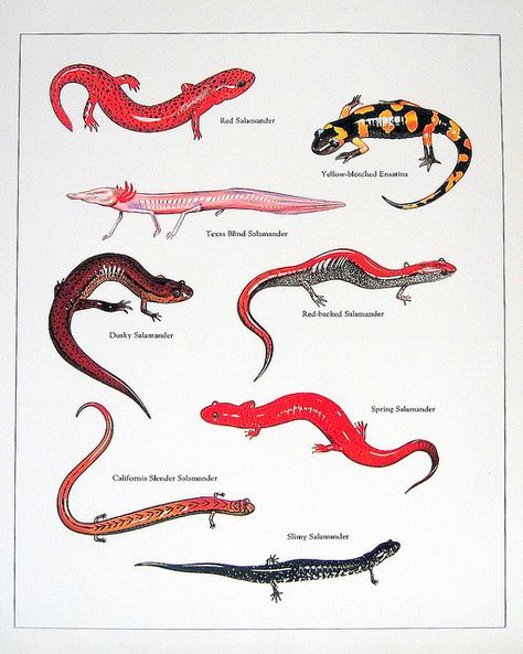 Newts and Salamaders Armadillo Lizard, Animal Atlas, Dog Infographic, Illustration Botanique, Scientific Illustration, Reptiles And Amphibians, Newt, Zoology, Animals Of The World