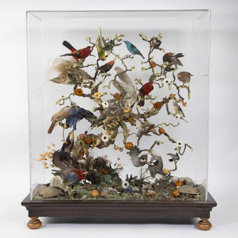 Lot - Victorian cabinet with birds TAXIDERMIE, in a plexi box Antique Taxidermy, History Room, Victorian Cabinet, Bird Taxidermy, Taxidermy Display, American Birds, Taxidermy Art, Cabinet Of Curiosities, Glass Display