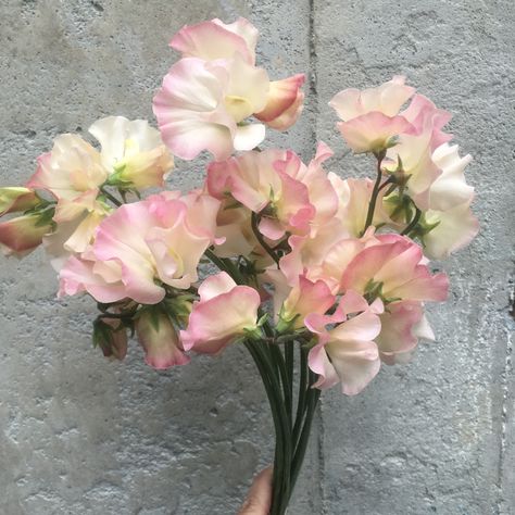 Sweet pea Mollie Rillstone Flower Guide, Sweet Peas, Seasonal Flowers, Event Styling, Sweet Pea, Colour Palette, Mother Nature, Peas, Flower Garden