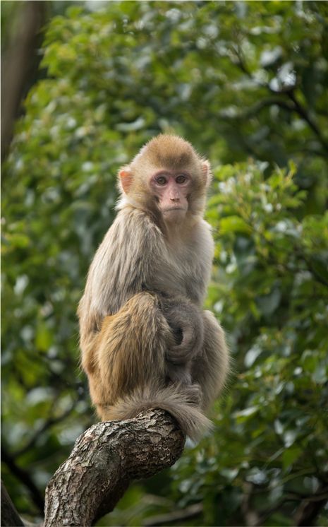 RHESUS MACAQUE Since 2016 is the Year of the Monkey, we figure Monkey Hill at Kam Shan Country Park might be a good place to see more of them in their natural habitat. Established in 1977 and located in the ranges north of Kowloon, it covers an area roughly 1.3 square miles, and it may very well be one of the largest parks in the world dedicated to monkeys. Rhesus Monkey, Rhesus Macaque, Macaque Monkey, Monkey Pictures, Year Of The Monkey, Cathay Pacific, Country Park, Dog Videos, Meeting New Friends