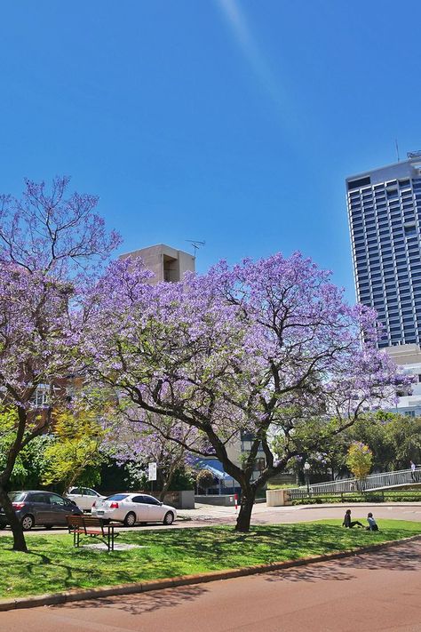 Perth Perth Australia City, Jacaranda Trees, Perth City, Kakadu National Park, Wave Rock, Jacaranda Tree, Perth Australia, Travel Videos, Beautiful City