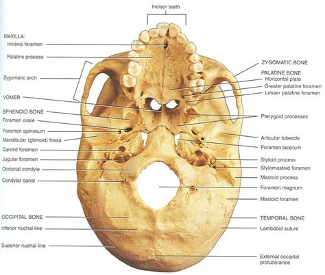 Skull base inferior view Bony Landmarks, Skull Anatomy, Anatomy Bones, Candy Bouquet Diy, Carotid Artery, Skeletal System, Dental Art, Medical Anatomy, Candy Bouquet