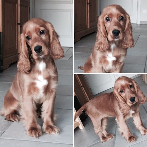 English Cocker Spaniel Haircut, Cocker Spaniel Haircut Styles, Cocker Spaniel Haircut, Cocker Spaniel Grooming, Golden Cocker Spaniel, Black Cocker Spaniel, Cocker Spaniel Puppies, Cocker Spaniel Dog, English Cocker