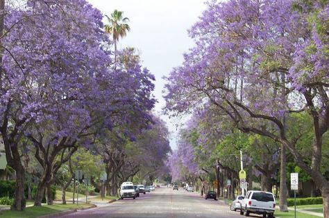 South Pasadena, California jacaranda tree-lined street in June 2009 Tree Tunnel, Jacaranda Tree, Stone Street, Magical Tree, Florida City, South Pasadena, Brisbane Queensland, Purple Trees, Pasadena California