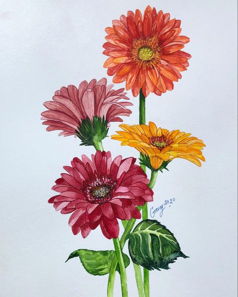 Gerber Daisy Watercolor, Gerbera Flower Painting, Gerbera Daisy Watercolor, Zinnia Drawing Simple, Gerberas Drawing, Gerber Daisy Drawing, Gerbera Daisy Drawing, Gerbera Watercolor, Gerbera Flower Drawing