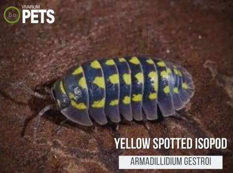 Armadillidium Gestroi "Yellow Spotted Isopods" Care Guide Terrarium, Look At, Pet, Yellow