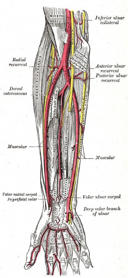 Radial artery is one of the two arteries of the forearm. Description from mananatomy.com. I searched for this on bing.com/images #10TipsForGoodHealth Radial Artery, Good Health Tips, Aikido, Blood Sugar, Medicine, Two By Two, Health, Drawings, 10 Things