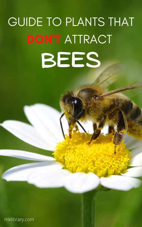 For those with bee allergies or flying insect phobias, this is a guide to plants that don’t attract bees. While bees provide the incredibly important service of pollinating our plants and flowers, you can still create a thriving bee-free oasis in your backyard. Plants That Repel Bees And Wasps, How To Attract Honey Bees To Your Garden, Bee Attracting Plants, Bee Repellent, Bees Pollinating Flowers, Backyard Bees, Plants To Attract Bees, Citronella Plant, Lemongrass Plant