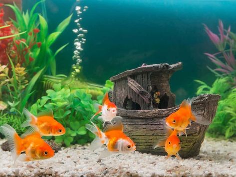 Large Fish Tanks, Goldfish Aquarium, Fish Aquarium Decorations, Goldfish Tank, Home Aquarium, Aquarium Design, Aquarium Decor, Fish Swimming, Aquarium Decorations