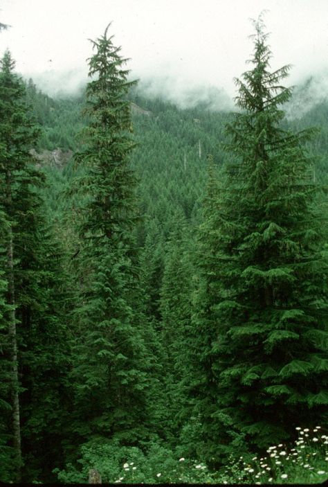 The Western Hemlock is Washington State's tree. Washington State Tattoos, Hemlock Tree, Western Hemlock, Washington State History, Spruce Trees, Washington State Parks, Tree Tunnel, Street Trees, Seattle Homes