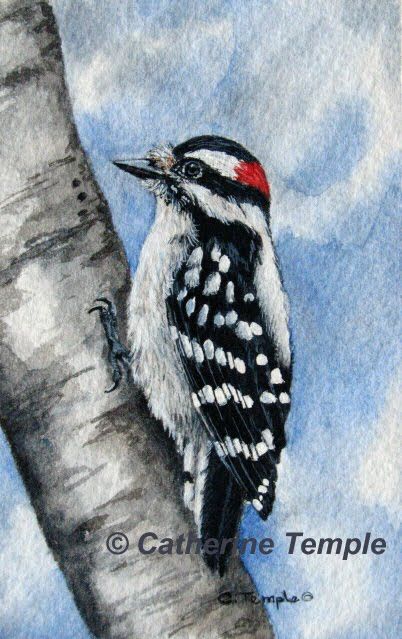 Woodpecker Drawing, Hummingbird Painting Acrylic, Woodpecker Art, Cardinal Birds Art, Bird Painting Acrylic, Bird Paintings On Canvas, Spotted Woodpecker, Downy Woodpecker, Acrylic Art Projects