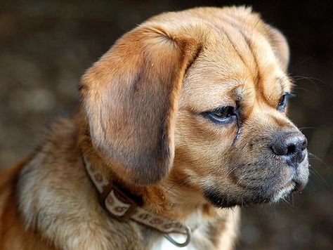 Happy Puppies, Beagle Mix Puppies, Puggle Puppies, Puggle Dogs, Perros Golden Retriever, Pet Pug, Teacup Yorkie, Beagle Mix, Yorkshire Terriers