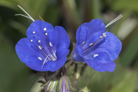 Desert Bluebell: Phacelia campanularia - In the spring following the 2017 Whittier Fire, Santa Barbara Co., California Phacelia Campanularia, Bluebell Flower, Blue Bell Flowers, Flower Close Up, Desert Plants, Colorful Gifts, Birthday Party Cake, Santa Barbara, Party Cakes