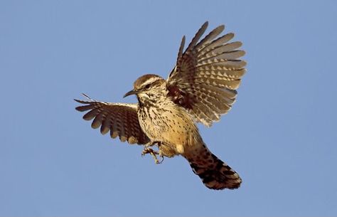 Cactus Wren Cactus Wren, Hell Yeah, Wren, Flight, Cactus