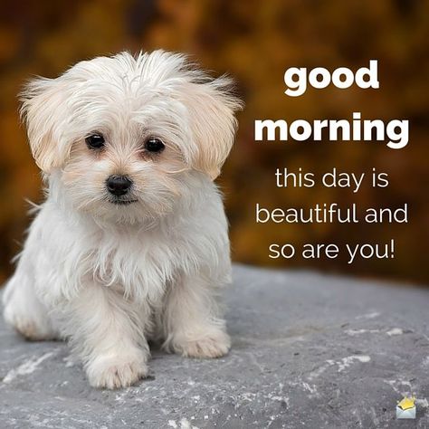 This is a beautiful Day & so are you! cute positive dog puppy great good morning good morning beautiful good morning photo positive post Verknipte Humor, Good Morning Dog, Dru Hill, Griffon Bruxellois, Good Morning Handsome, Morning Quotes Images, Morning Love Quotes, Good Morning My Love, Cute Good Morning Quotes