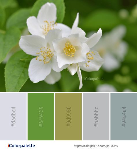 Color Palette ideas from 8836 Flower Images | iColorpalette Jasmine Plant, Jasmine Flower, Find Color, Colour Board, Color Swatches, Flower Images, Color Pallets, Colour Palette, Color Combinations