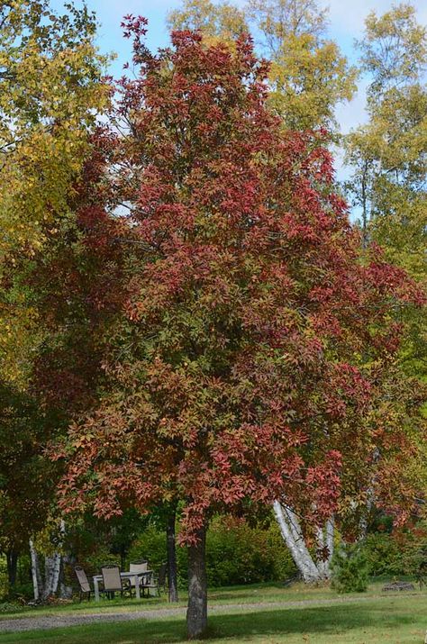 Aesculus glabra - Ohio Buckeye. Zone 4. Deer resistance. A minor honey plant. Good for Digger and mason bees. Buckeye Tree, Ohio Buckeyes, Mason Bees, American Continent, Fall Plants, A Minor, Fall Color, Native Plants, 2 Colours