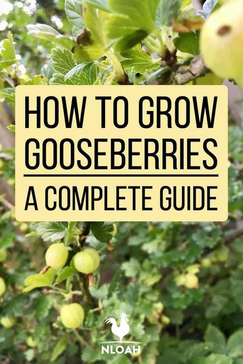 Everything you need to know about growing gooseberries: varieties, how to plant and care for them, harvesting, preservation, and more. #gardening #gooseberries Goose Berry Plant, Agricultural Anarchy, Goose Berries, Maine Gardens, How To Grow Gooseberries, Gothic Gardens, Goose Berry, Homestead Tips, Gooseberry Plant