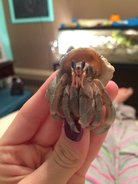 My Ruggie hermit crab Sebastian Hermit Crab Pet, Hermit Crab Cage, Pet Hermit Crab, Hermit Crab Tank, Frog Tank, Creepy Animals, Reptile Room, Hermit Crabs, Crab Fishing